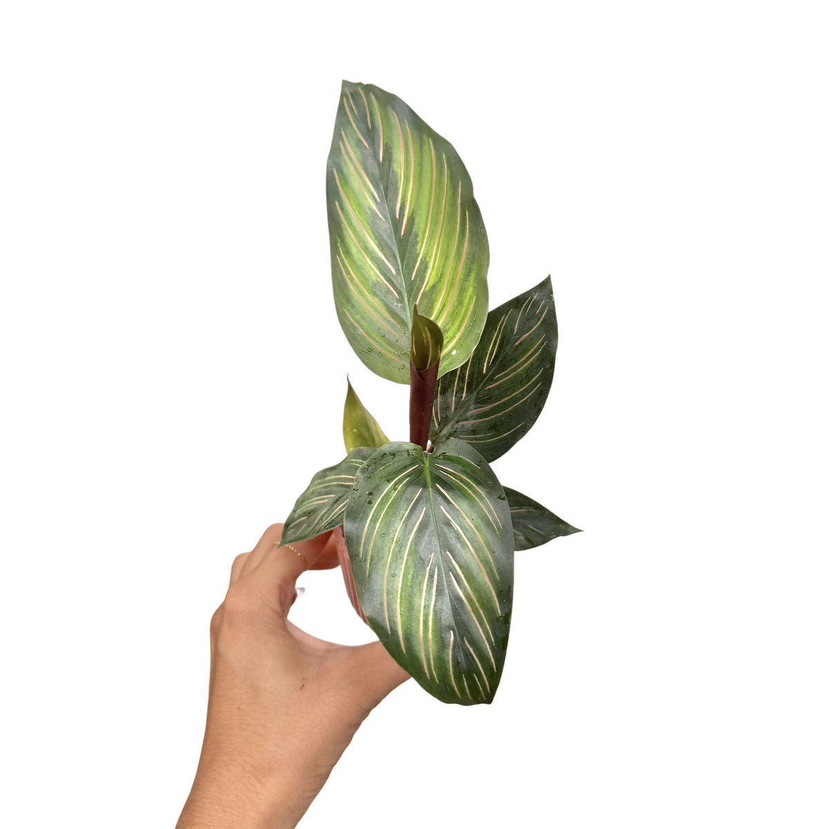 Calathea Mieli Beauty Star aux grandes feuilles vertes foncees et fines rayures roses claires dans un pot rose clair