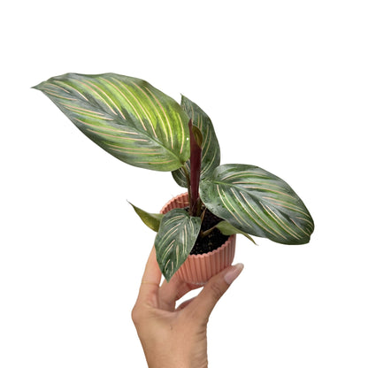 Une belle Calathea Mieli Beauty Star aux feuilles vert foncé nervurées de rose, dans un petit pot rayé rose clair