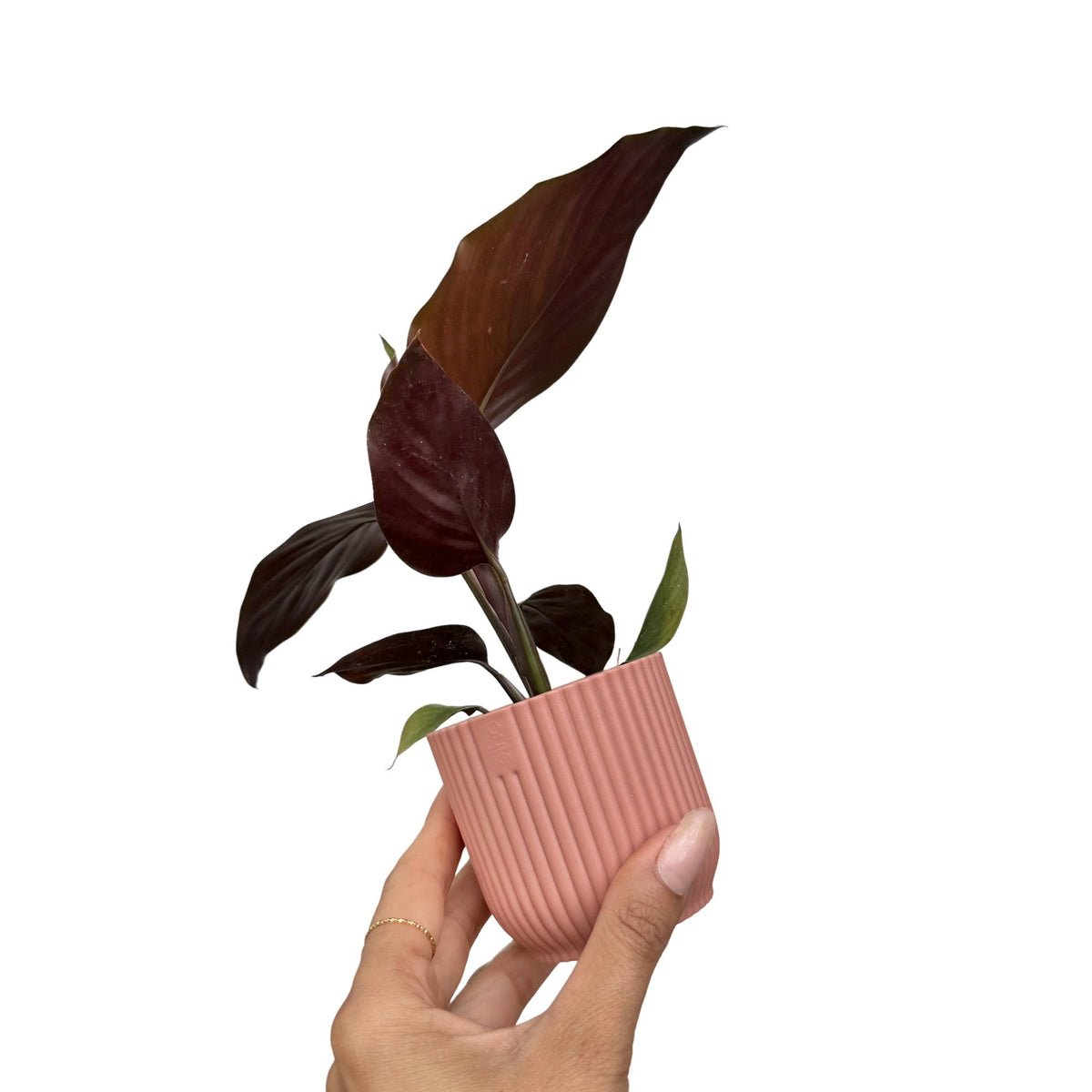 Petite plante Calathea Mieli Beauty Star aux grandes feuilles brillantes violet foncé dans un pot côtelé rose