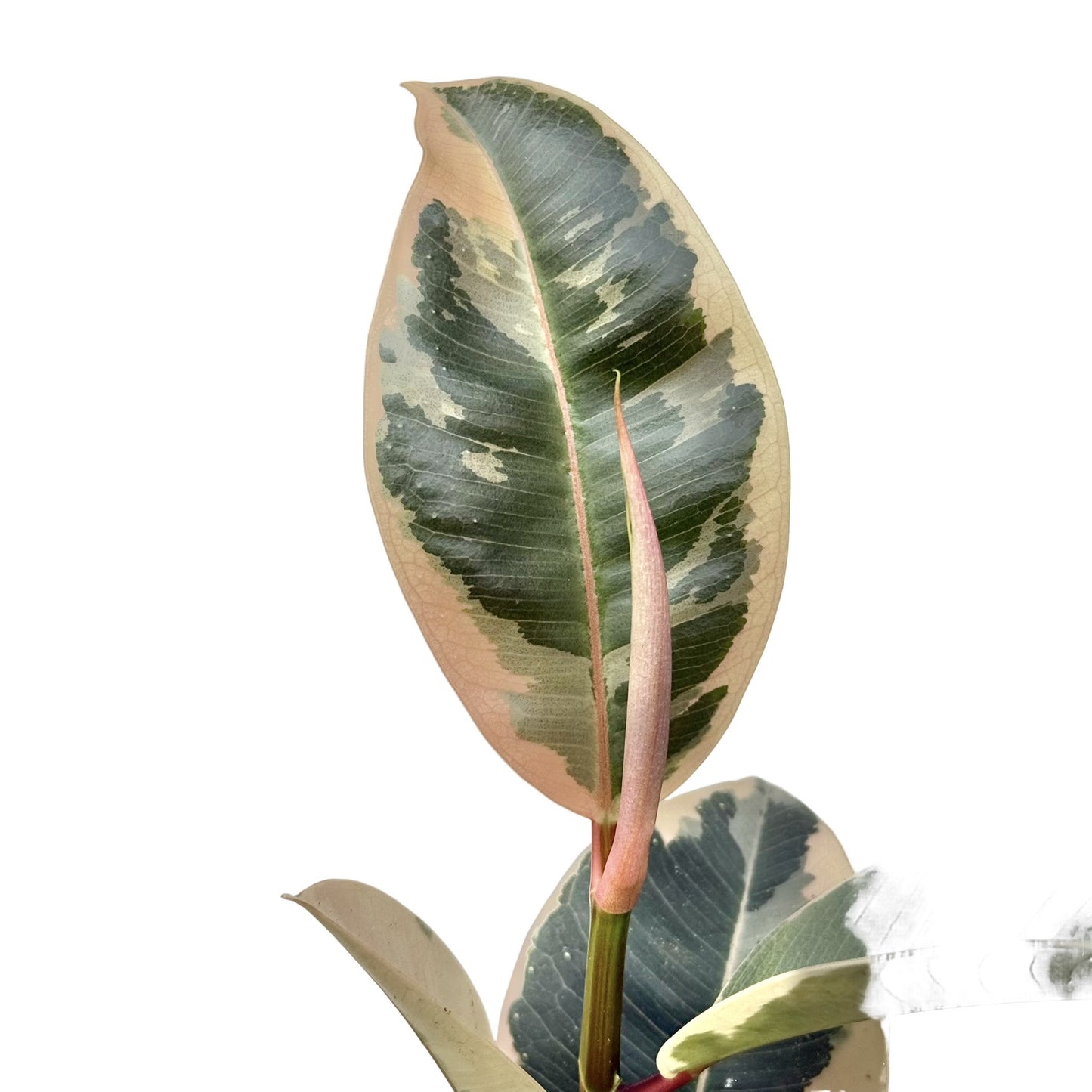 Ficus Elastica Tineke