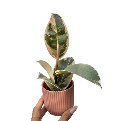 Ficus Elastica Tineke