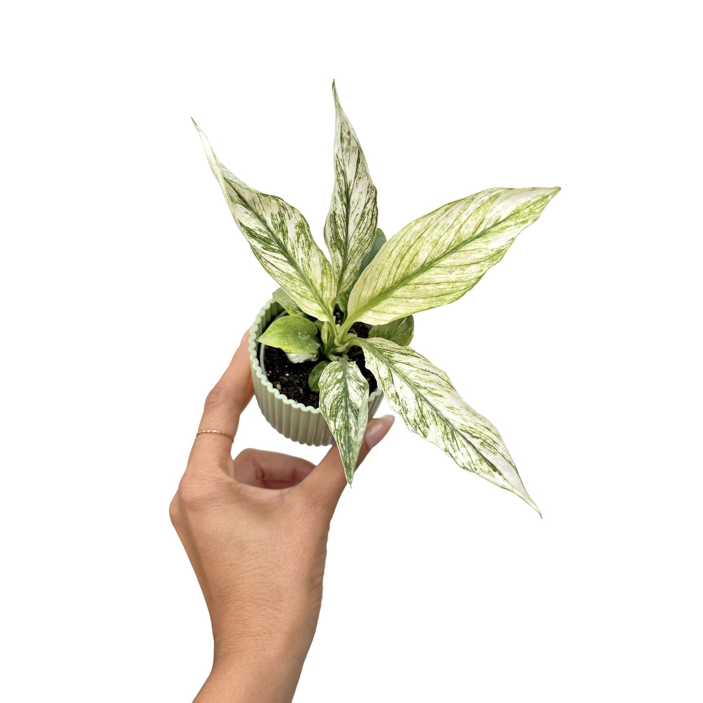 Spathiphyllum Sensation Variegata