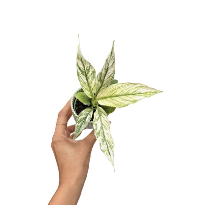 Spathiphyllum Sensation Variegata