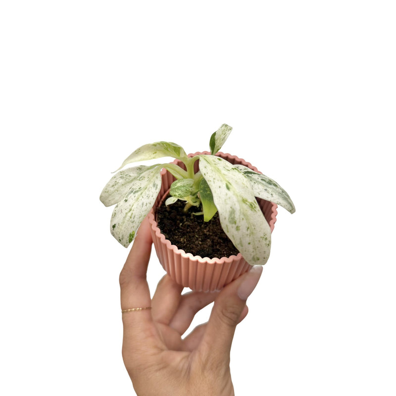 Rhaphidophora Puberula Variegata