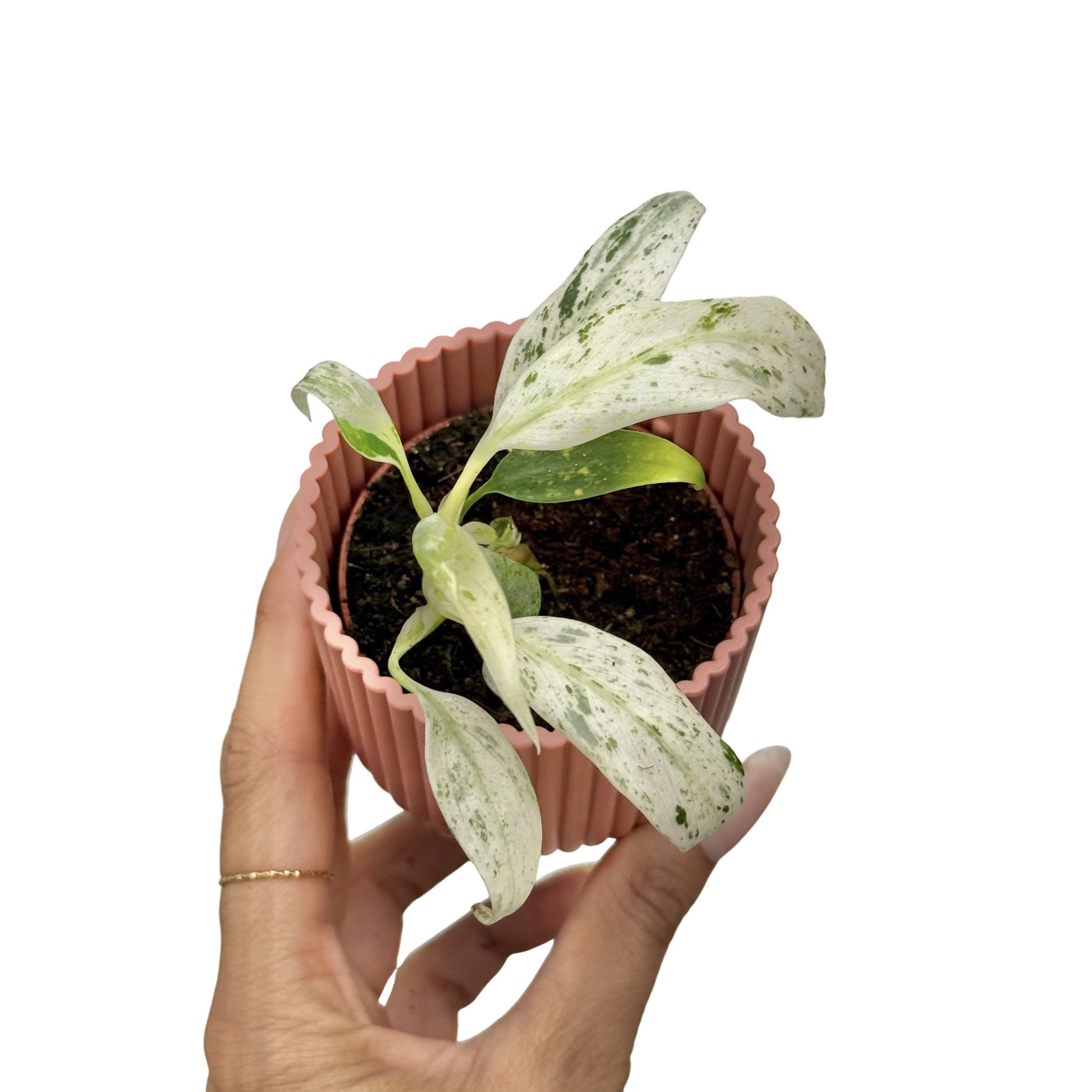 Une jeune Rhaphidophora Puberula Variegata aux feuilles marbrées de vert et blanc, dans un pot cannelé rose