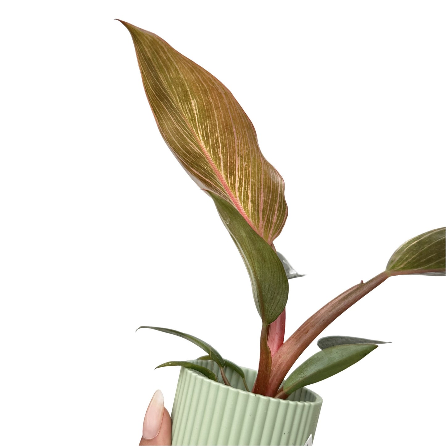 Philodendron Pink Birkin (Bikini)