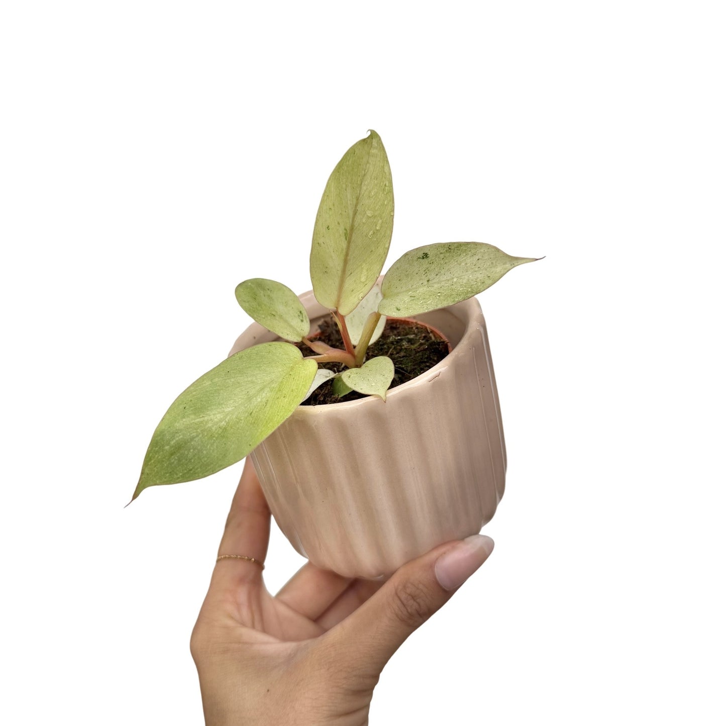 Philodendron Snowdrift