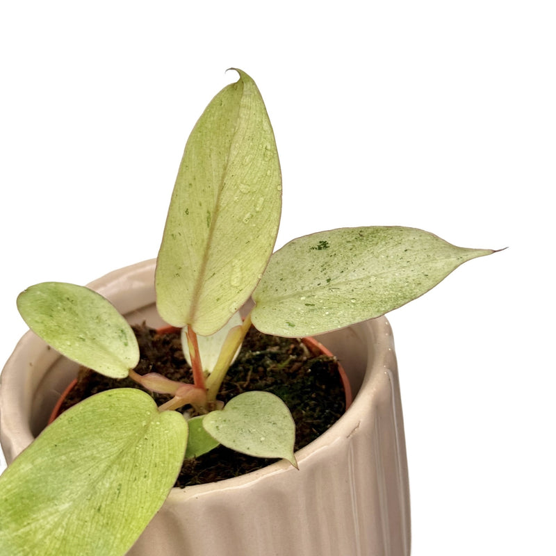 Philodendron Snowdrift