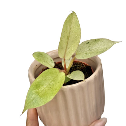 Philodendron Snowdrift