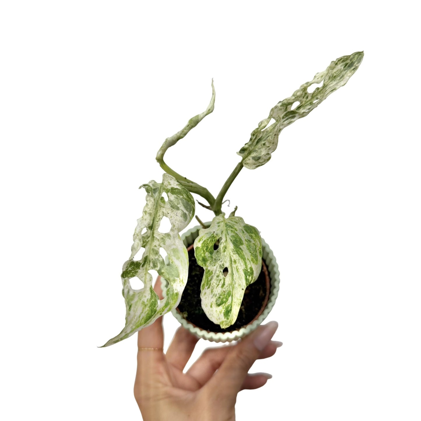 Monstera Frozen Freckles