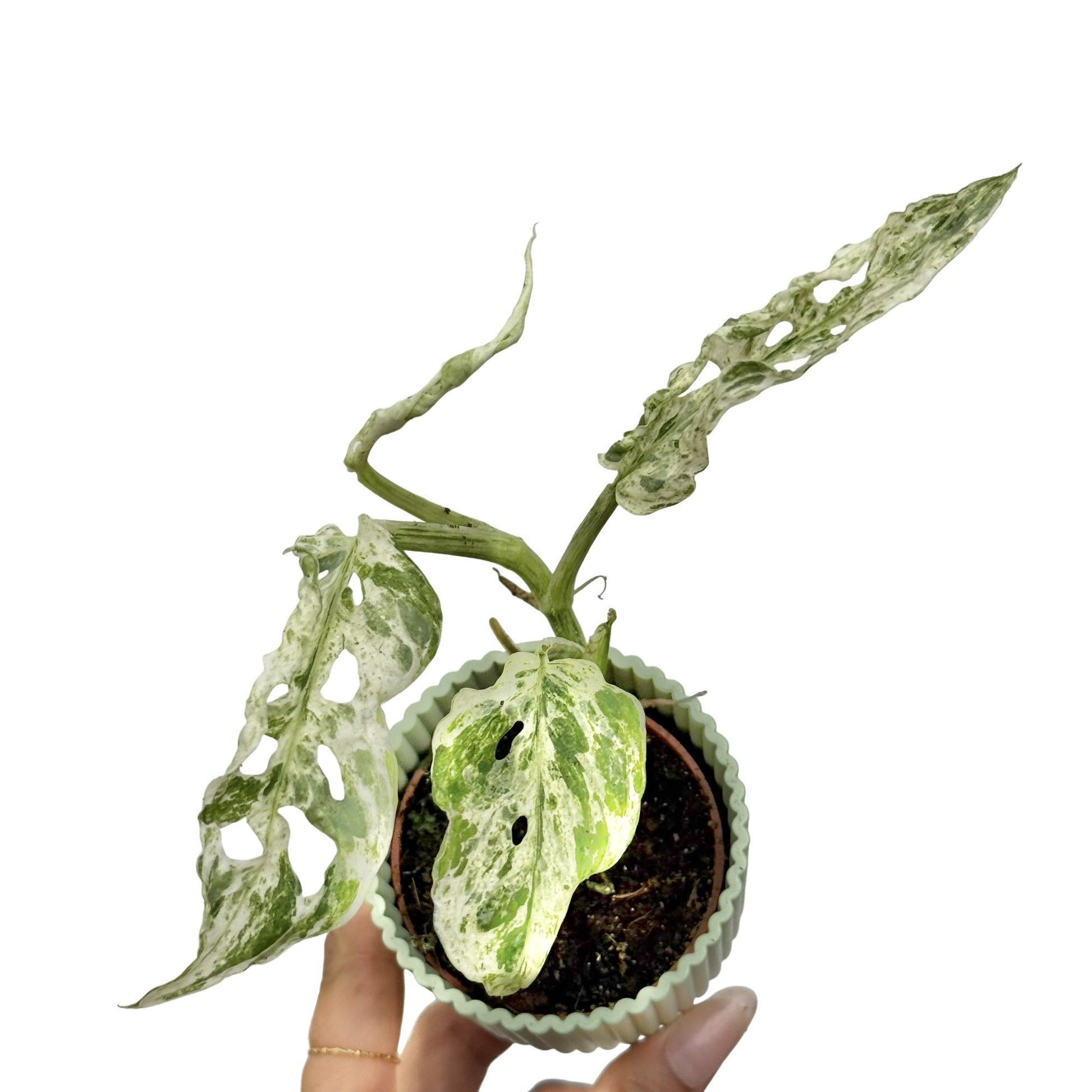 Monstera Frozen Freckles Rare Plant Unique Foliage – plantandstories