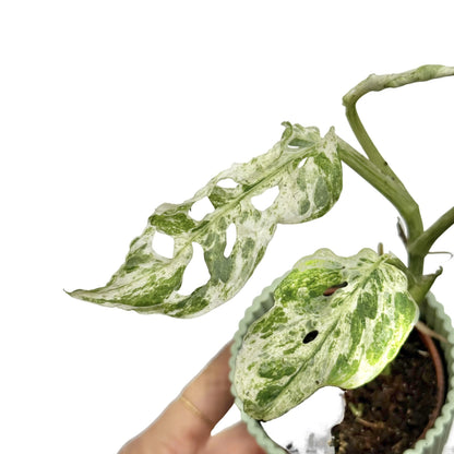 monstera plant froze Monstera Frozen Freckles Rare Plant Unique Foliage – plantandstories