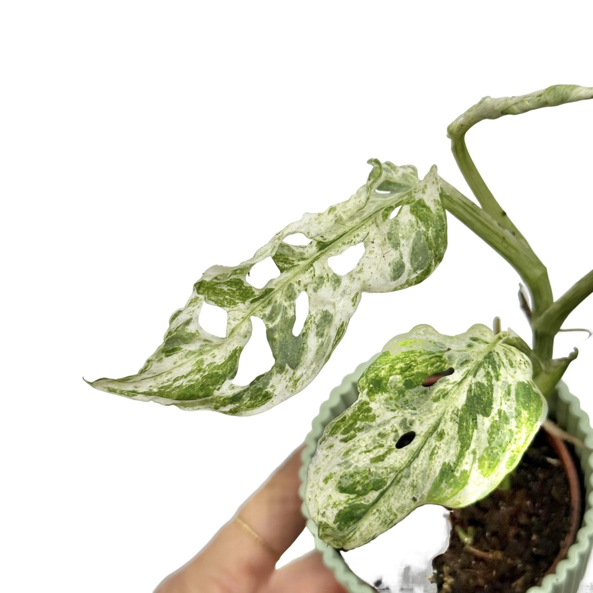 Monstera Frozen Freckles Rare Plant Unique Foliage – plantandstories