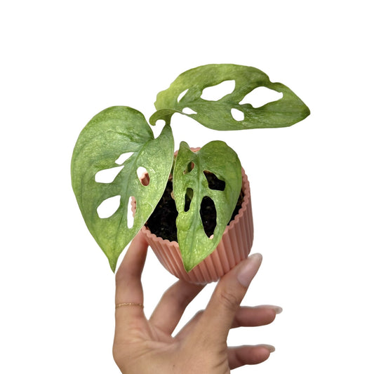 Monstera Adansonii Mint