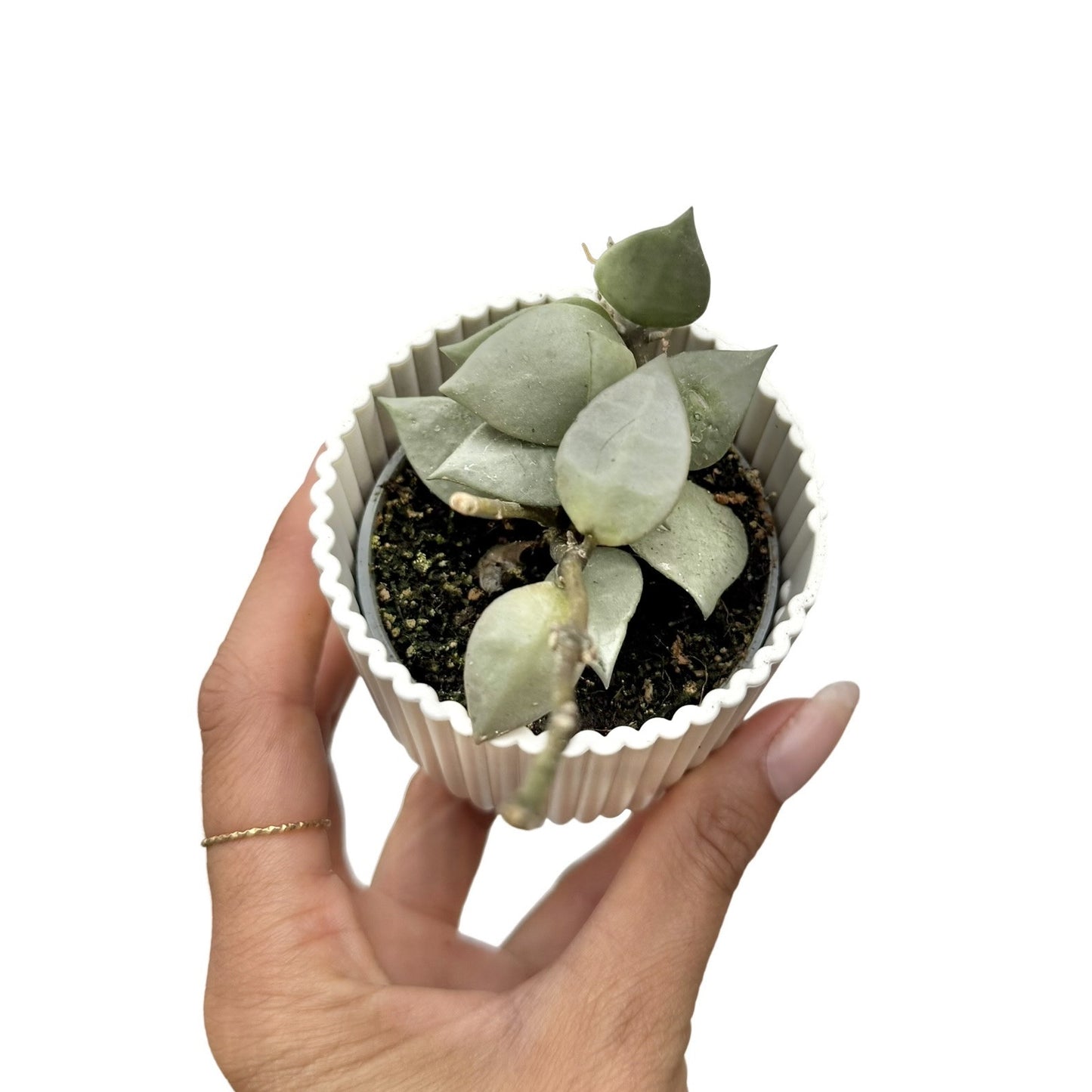 Hoya Silver Eskimo