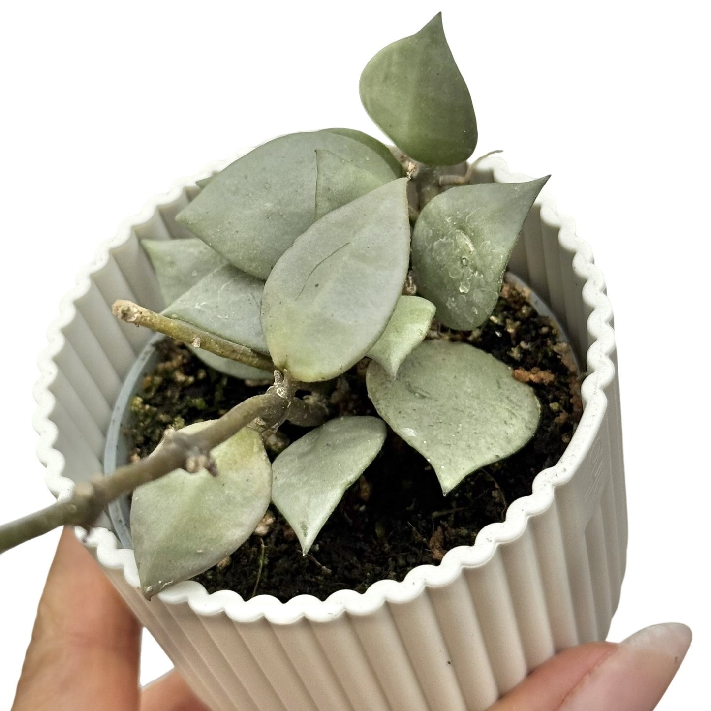 Hoya Silver Eskimo