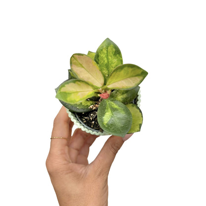 Hoya Australis Lisa