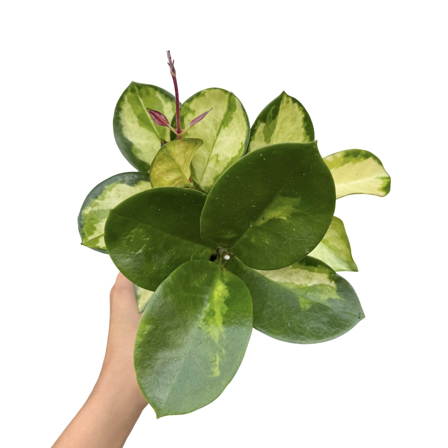 Hoya Australis Lisa