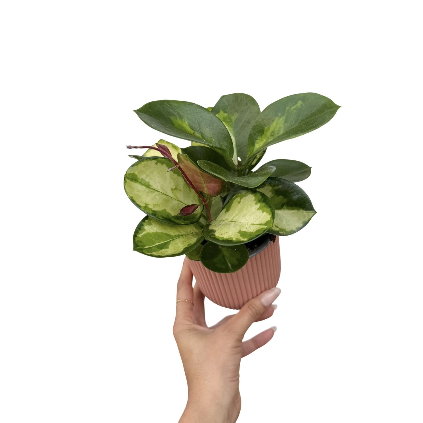 Hoya Australis Lisa