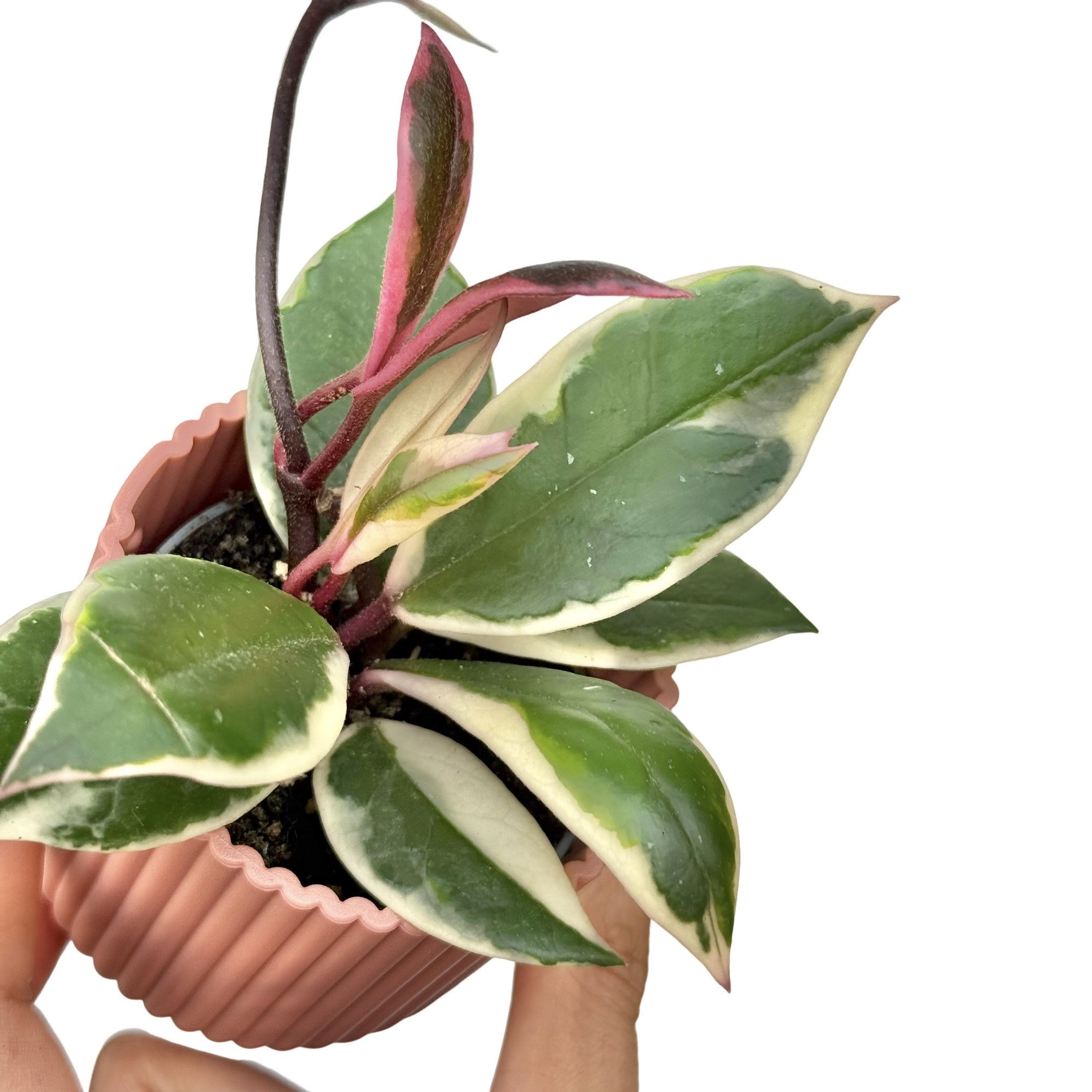 Hoya Carnosa Flamingo Dream Variegated Foliage Rare – plantandstories