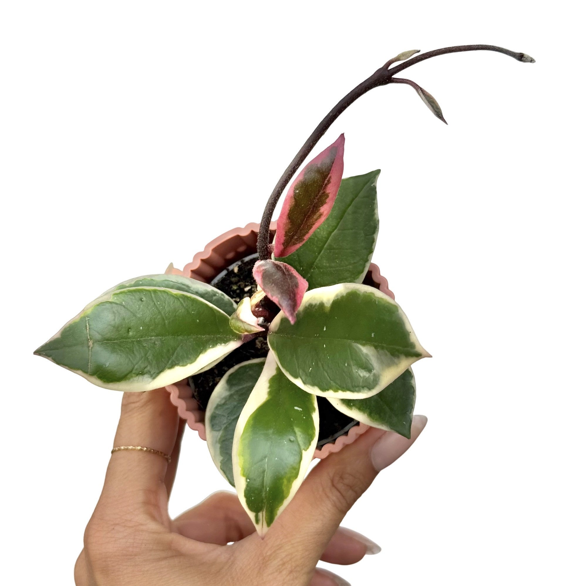 Hoya Carnosa Flamingo Dream Variegated Foliage Rare – plantandstories