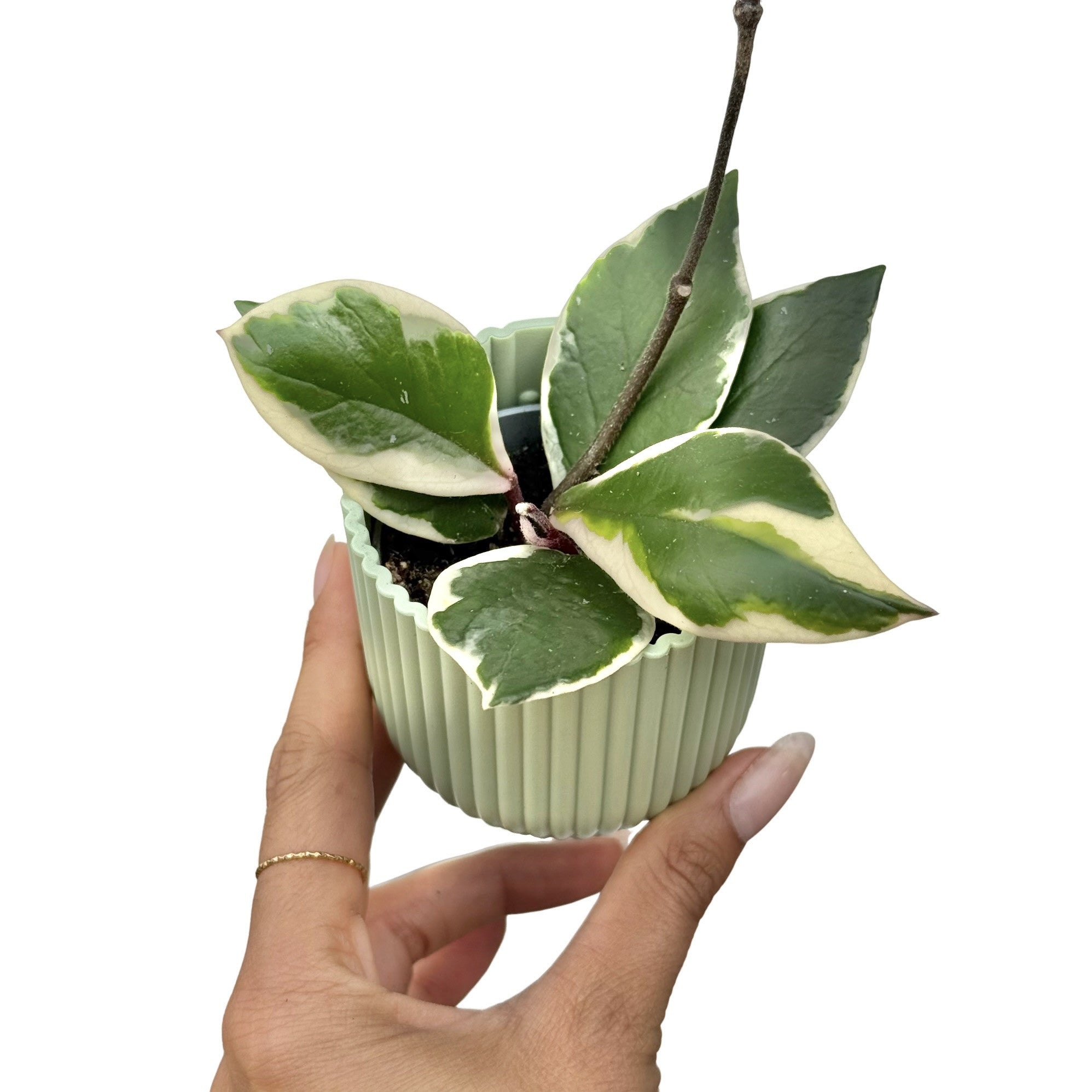 Hoya Carnosa Flamingo Dream Variegated Foliage Rare – plantandstories