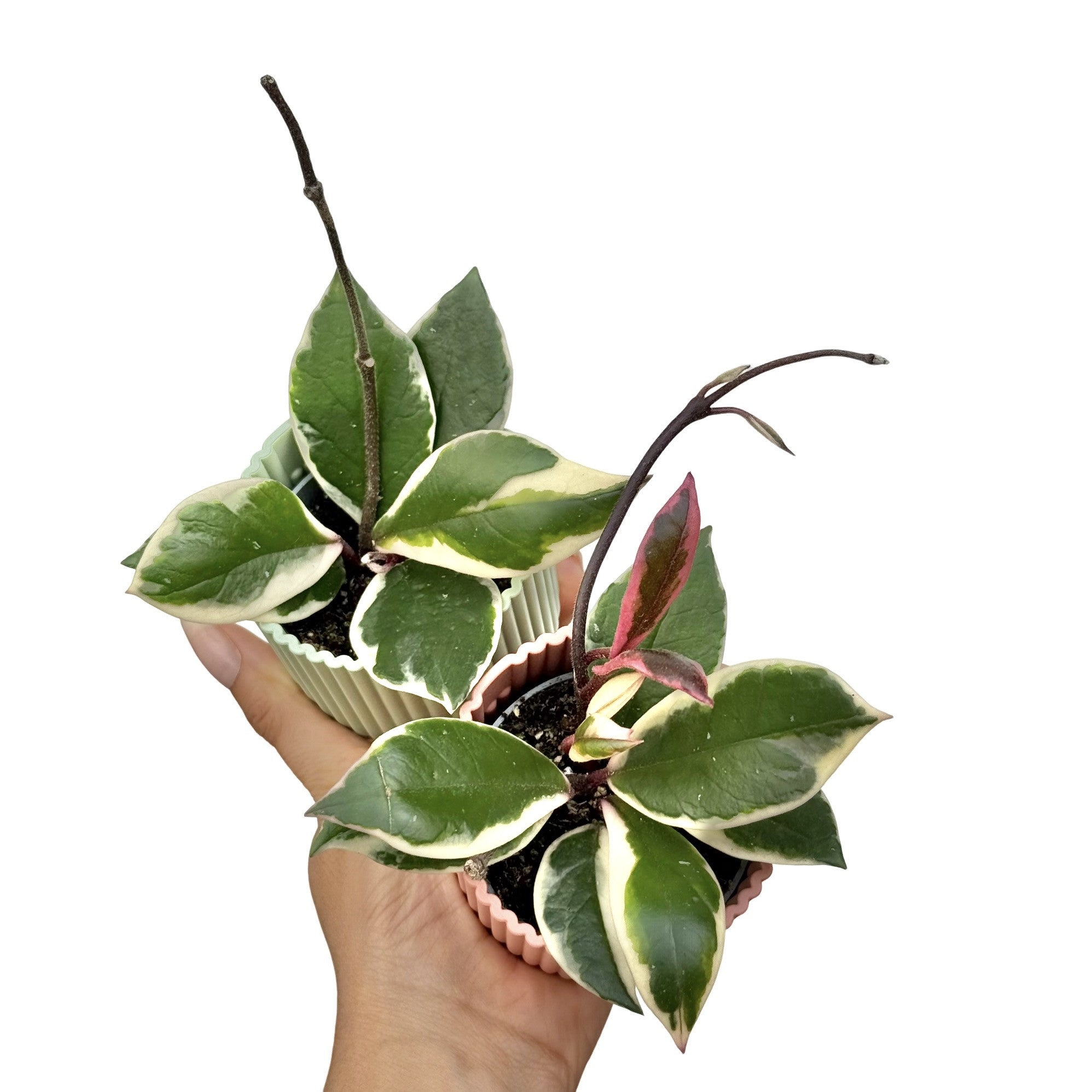 Hoya Carnosa Flamingo Dream Variegated Foliage Rare – plantandstories