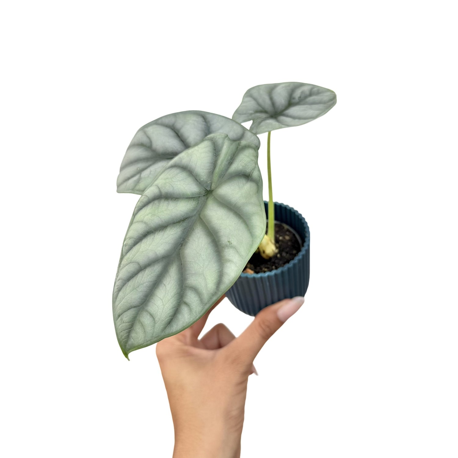 L'Alocasia Silver Dragon est une plante d'intérieur aux feuilles texturées vert pâle argenté, dans un petit pot bleu