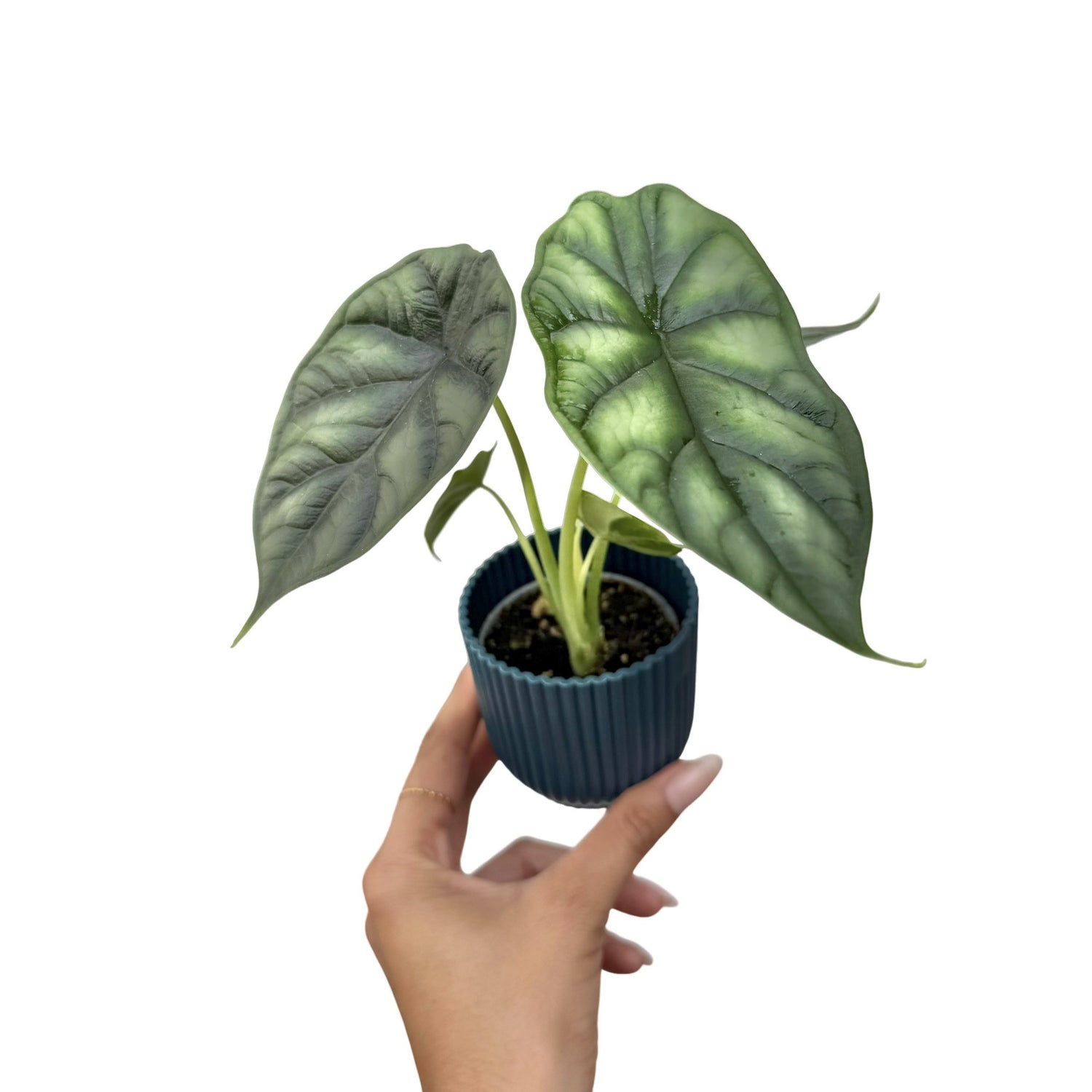 Alocasia Dragon Scale aux feuilles texturées vert argenté et nervures sombres dans son petit pot strié bleu foncé