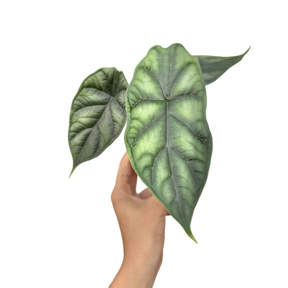 Alocasia Dragon Scale
