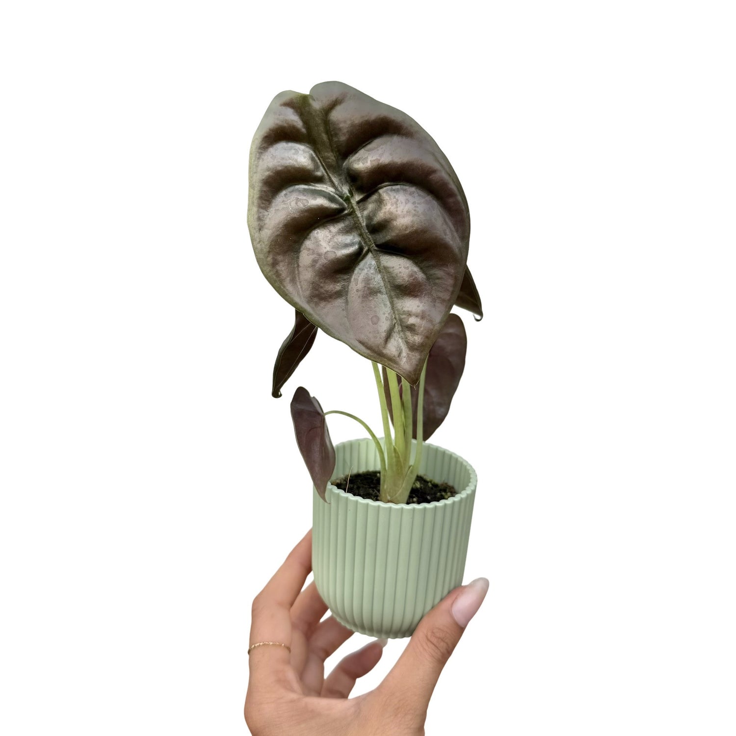 Alocasia Cuprea Red Secret aux grandes feuilles iridescentes couleur bronze, plantée dans un pot vert clair à rayures