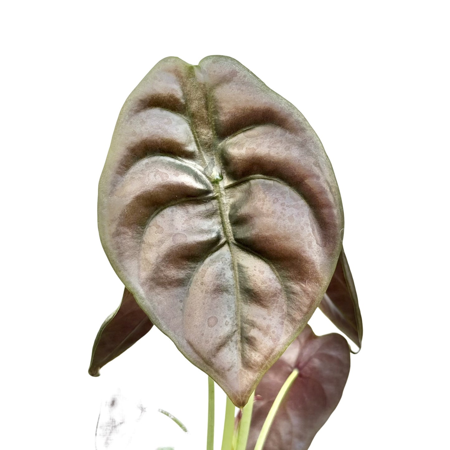 Alocasia Cuprea Red Secret