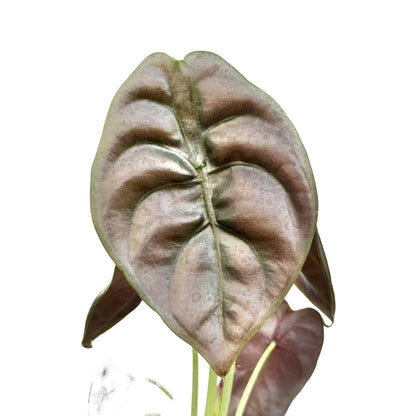 Alocasia Cuprea Red Secret