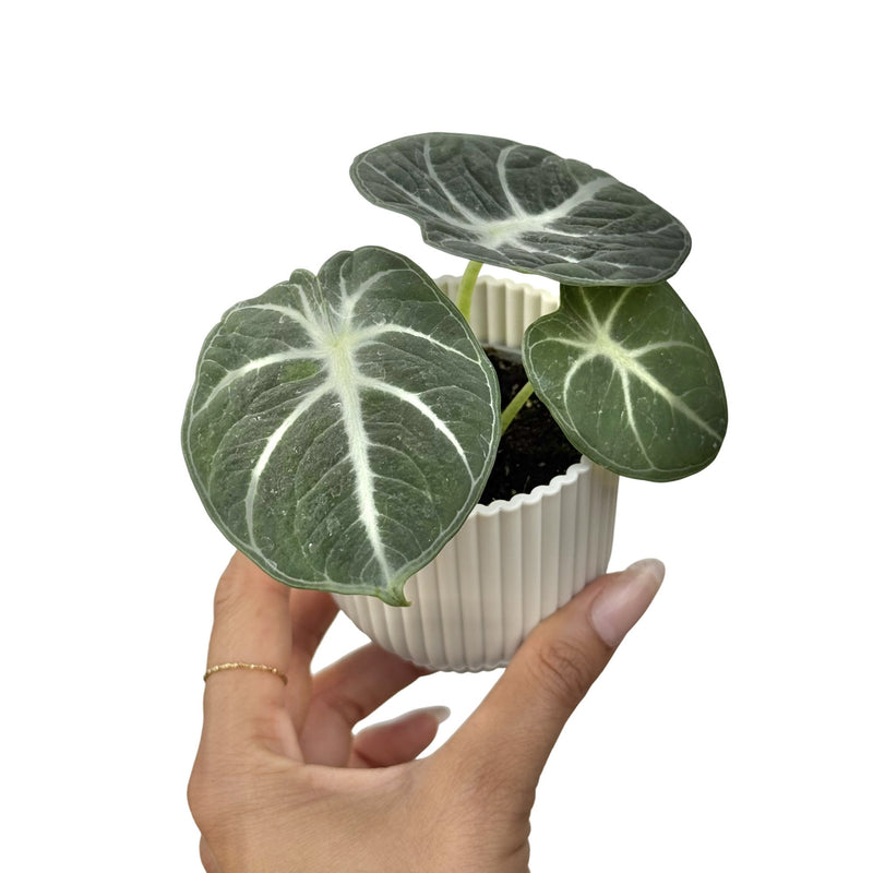 Alocasia Black Ninja
