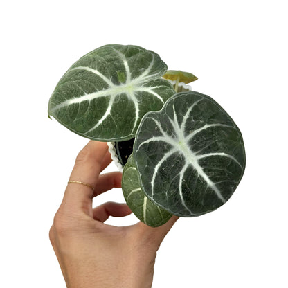 Alocasia Black Ninja