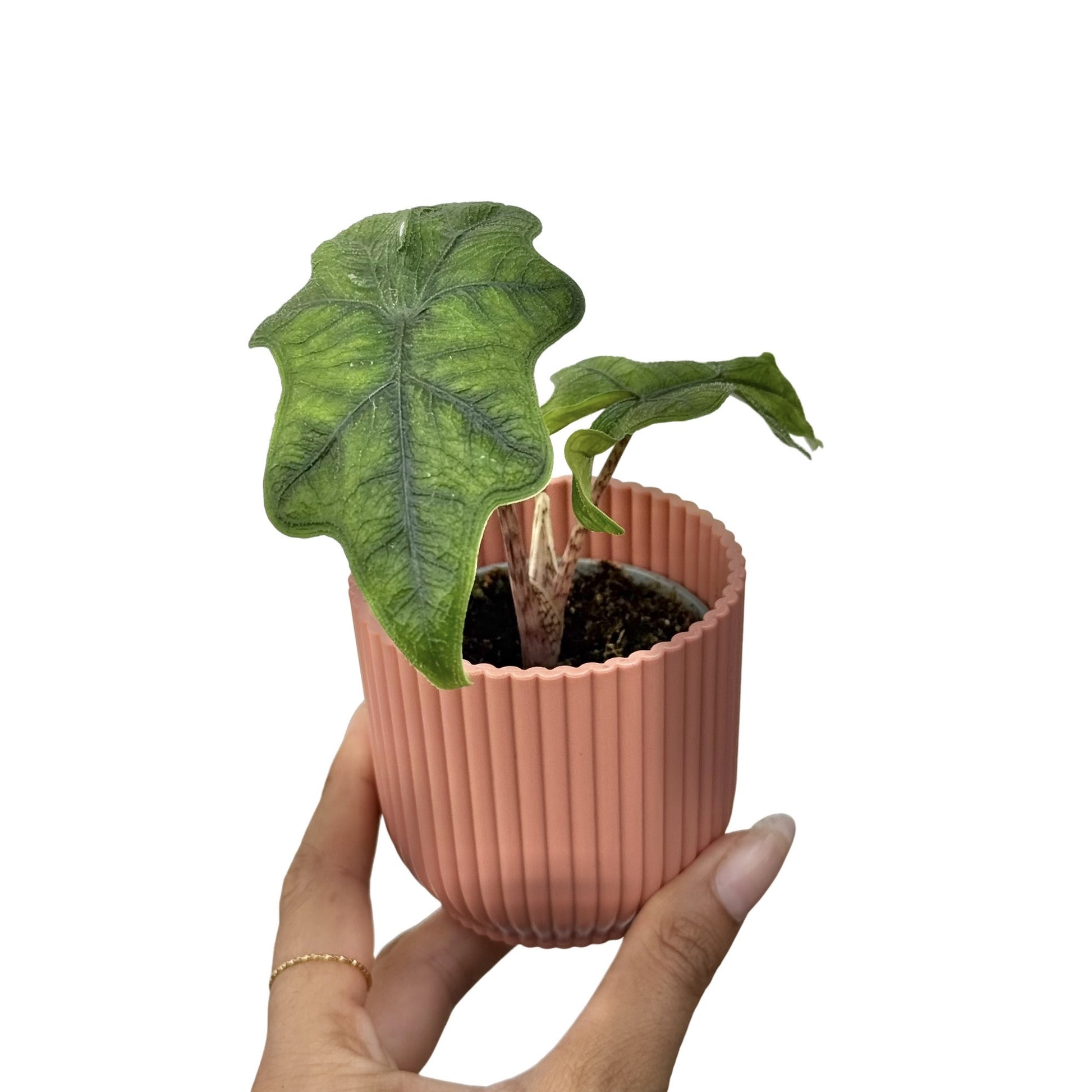 philodendron jacklyn Alocasia Jacklyn Cutting, Rare and Unique Tropical Plant – plantandstories