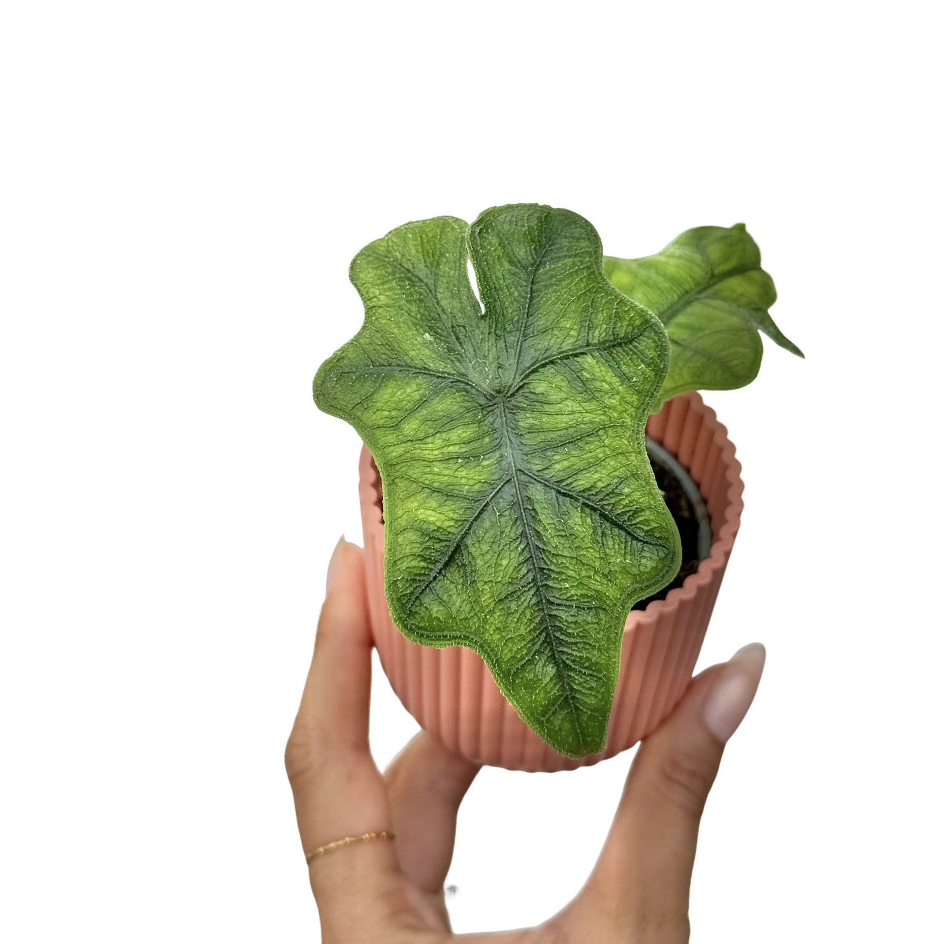 philodendron jacklyn Alocasia Jacklyn Cutting, Rare and Unique Tropical Plant – plantandstories