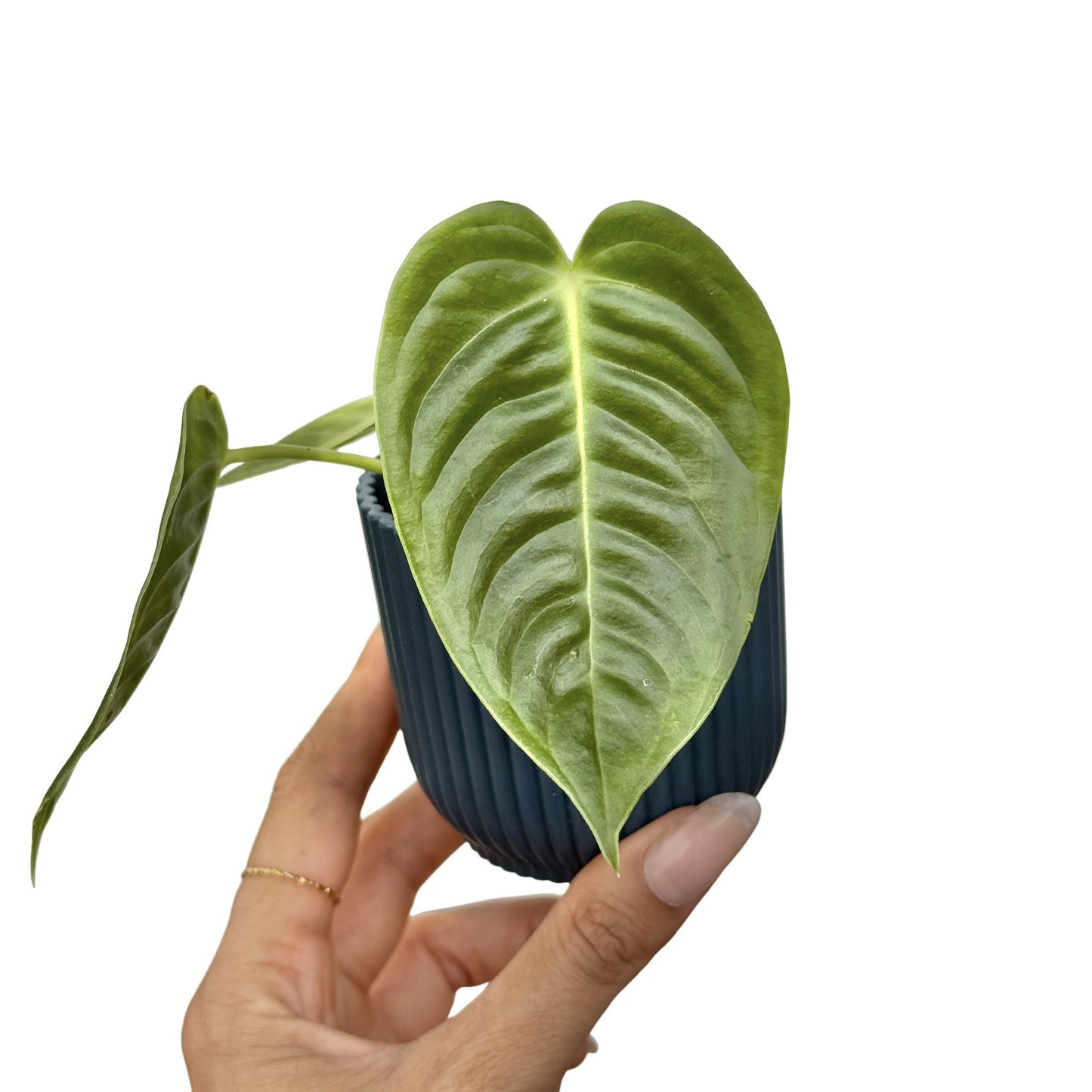 Anthurium Veitchii