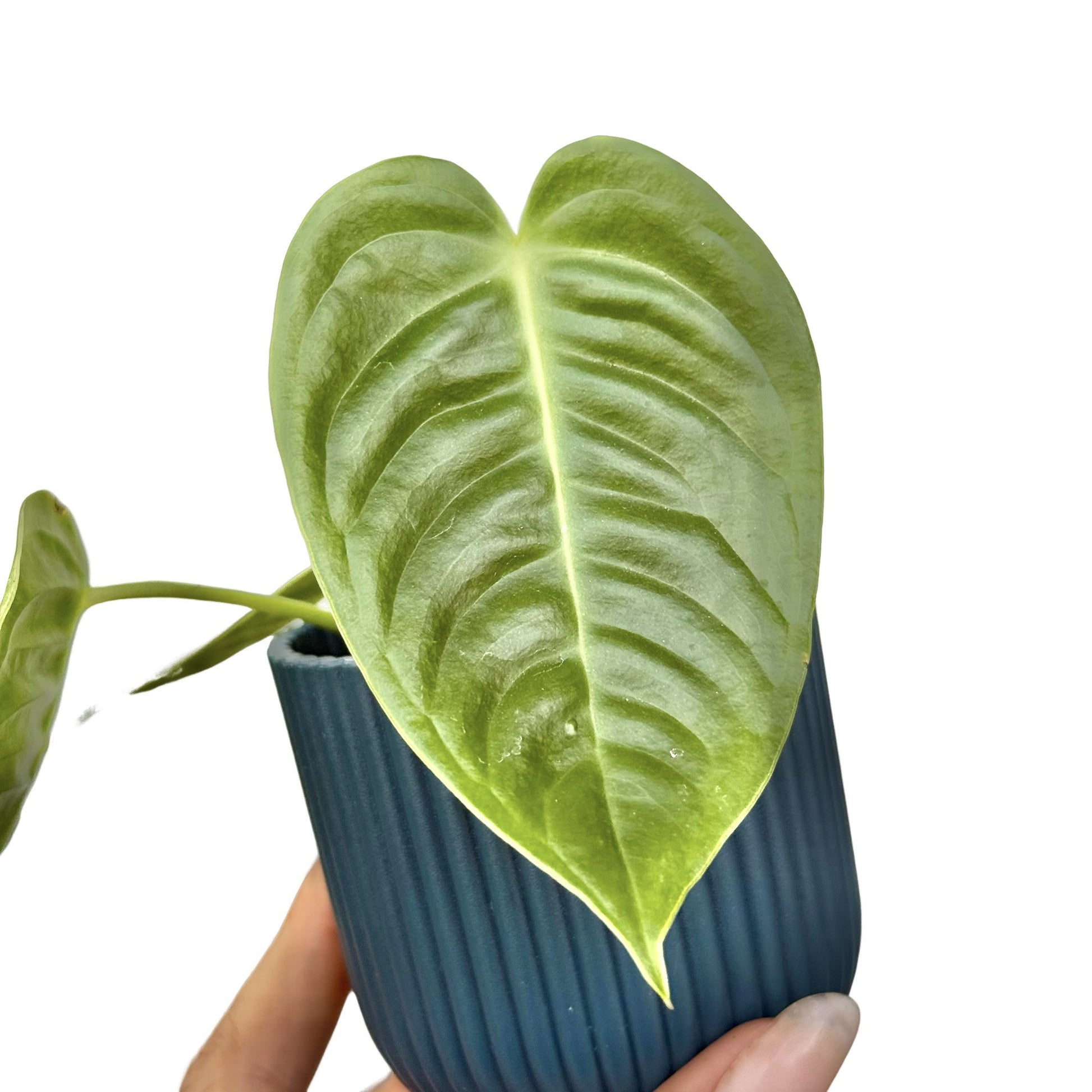 king veitchii anthurium Anthurium Veitchii – plantandstories