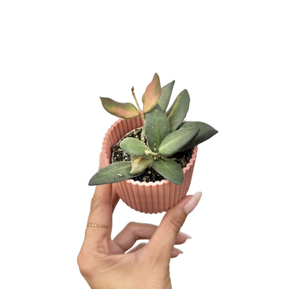 Hoya Burtoniae Variegata DS70