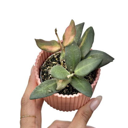 Hoya Burtoniae Variegata DS70
