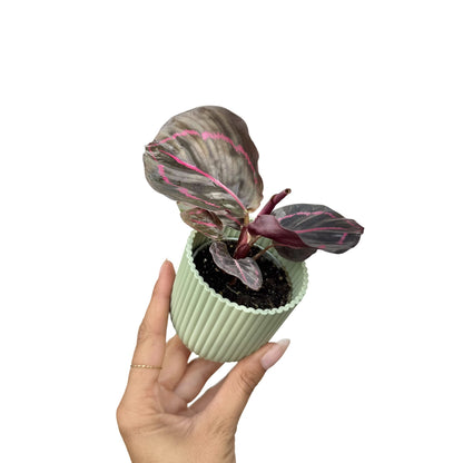 Calathea Roseopicta 'Dottie' aux feuilles sombres et liserés roses dans son petit pot cannelé vert clair
