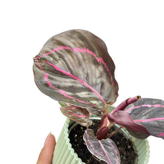 Calathea Roseopicta 'Dottie' aux feuilles sombres à liseré rose vif dans son pot strié vert pastel