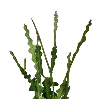 Epiphyllum Anguliger