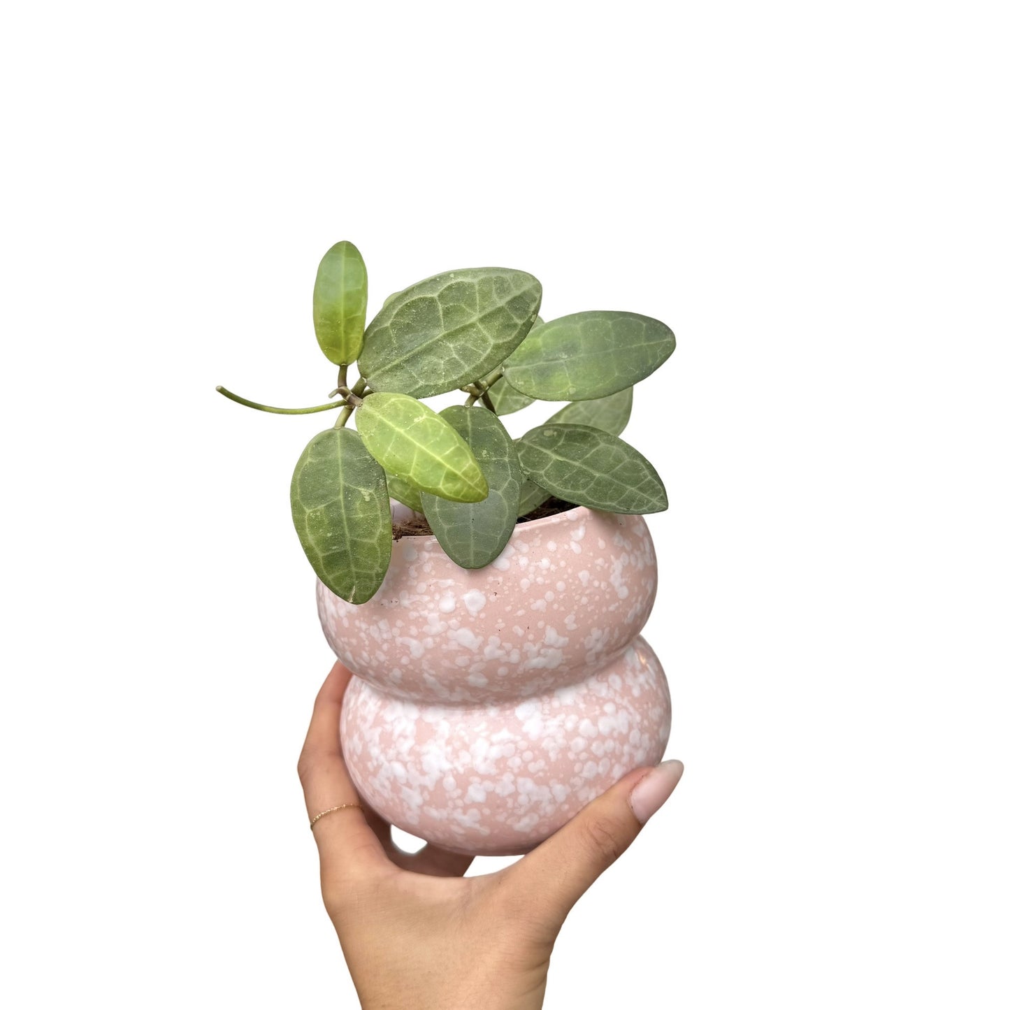 Hoya Elliptica