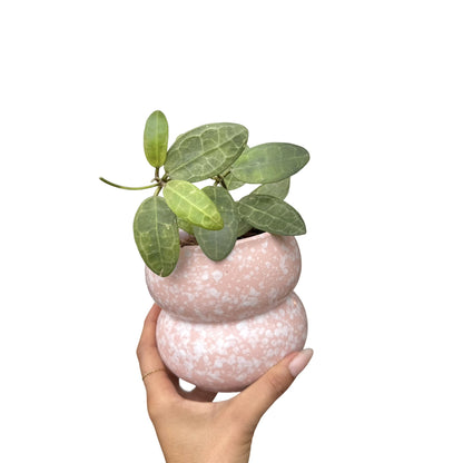 Hoya Elliptica