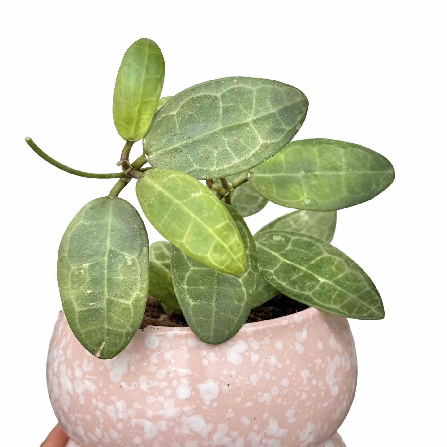 Hoya Elliptica