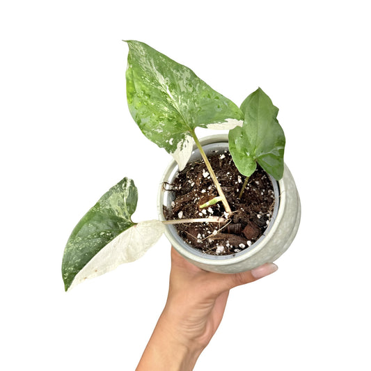 Jeune Syngonium Albo Variegata avec de grandes feuilles vertes et blanches, dans un pot cannelé gris clair