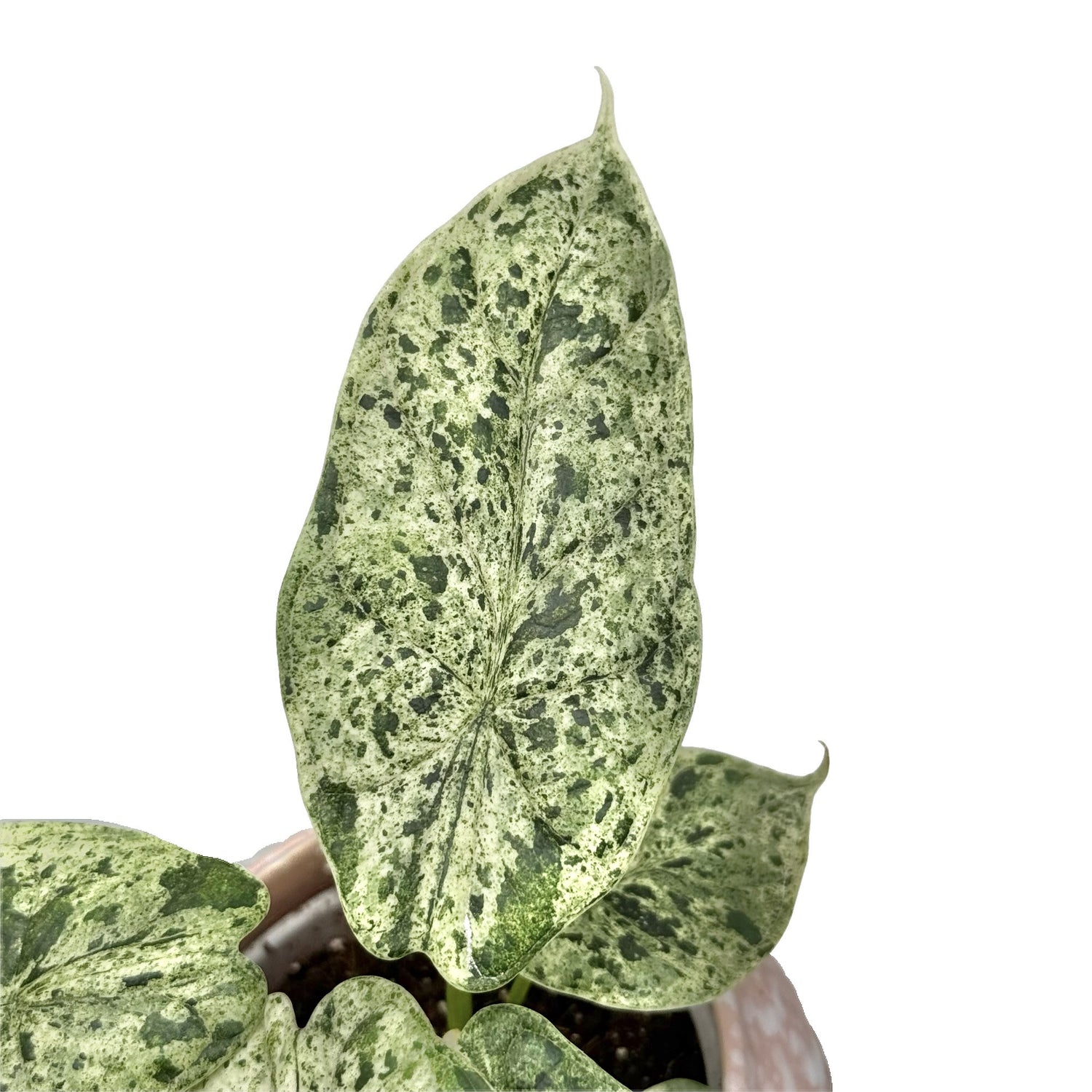 Vue de dessus d'un Alocasia Dragon Scale Marble Mint, avec de larges feuilles panachées vert clair et foncé