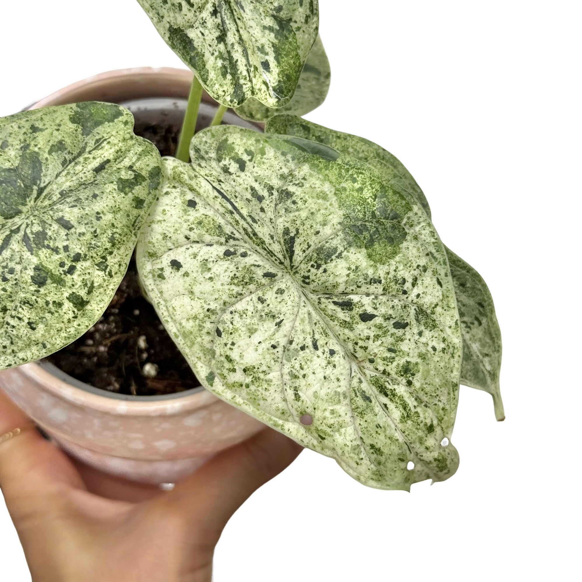 Alocasia Dragon Scale Marble Mint Ribbed Variegated – plantandstories